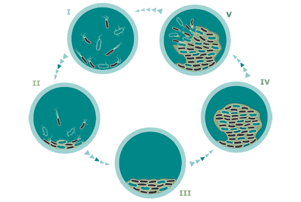 Xylitol and the Break Down of Oral Biofilm
